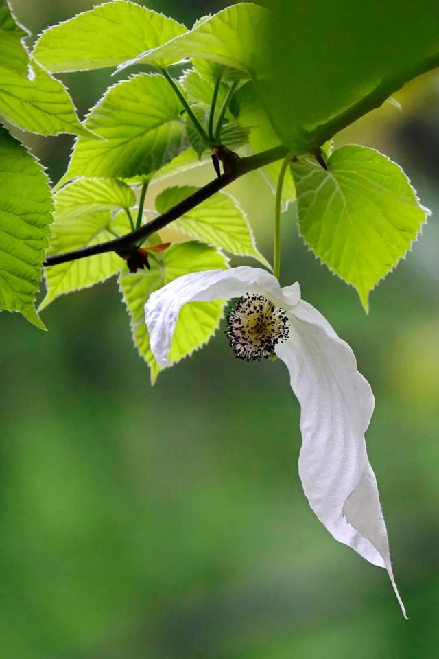 贵州属于云南省吗，云南属于哪个省（中国避暑第一大省）