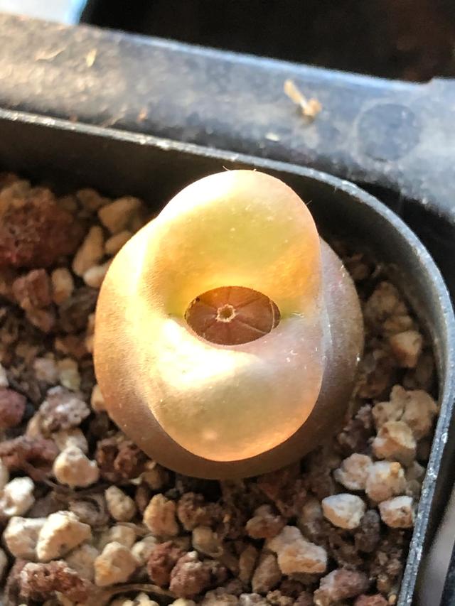 多肉灯泡，自家多肉 请君欣赏（多肉灯泡怎么养）