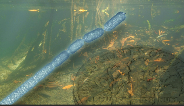 原核细胞都是单细胞生物吗，病毒是单细胞生物吗（而新发现的这种细菌却可以长到2cm）