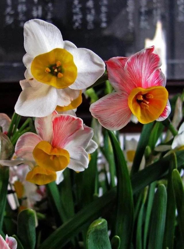 黄水仙(黄水仙花),30个素洁馨香的水仙品种欣赏(黄花秋水仙)