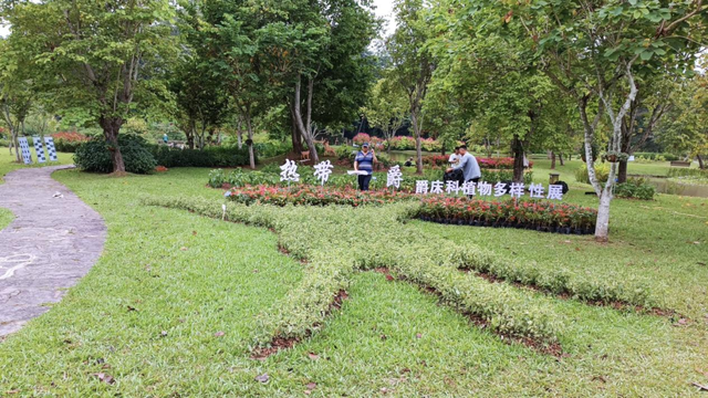 关于爵床科介绍，爵床科的特点（西双版纳植物园亮相了）