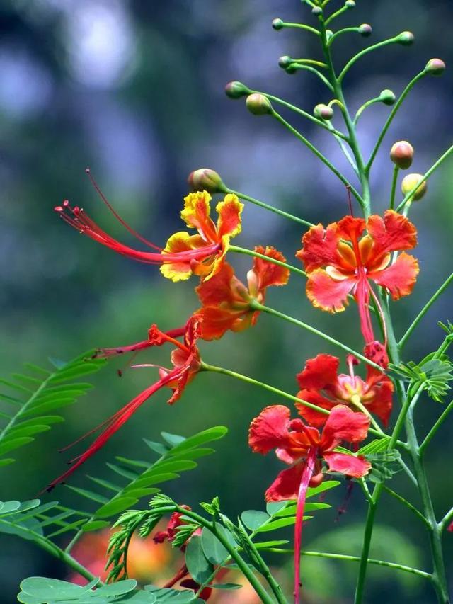 檀香木盆景图片，檀香木盆景养护与制作方法（它的生长好似半个动物孕化过程）