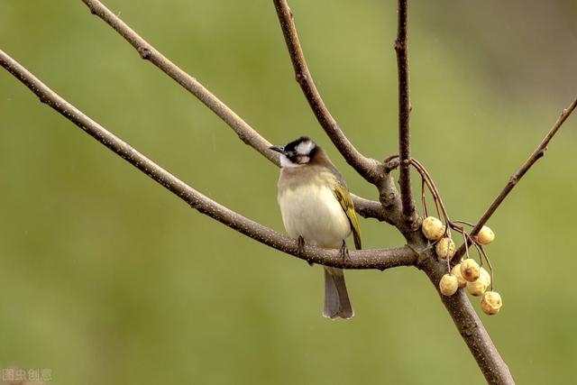 白头翁雏鸟，白头翁雏鸟压口（它一直在呼喊着那个追风少年）