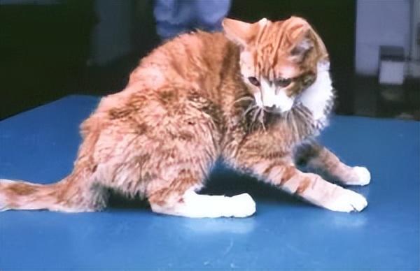 猫传腹早期症状(猫传腹有啥症状)