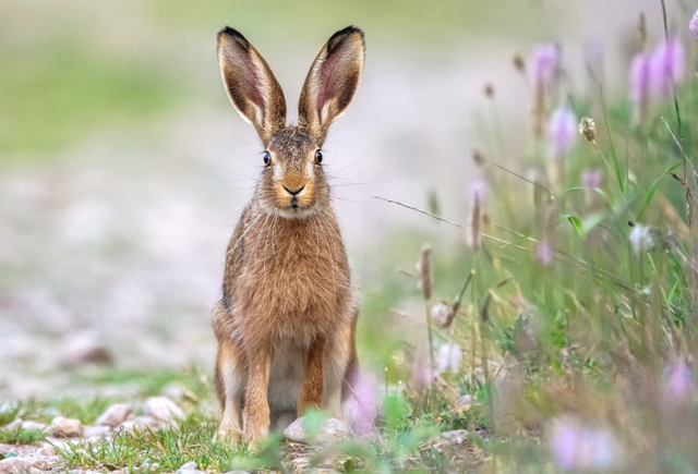 兔子的耳朵有什么作用,实则生存真强者