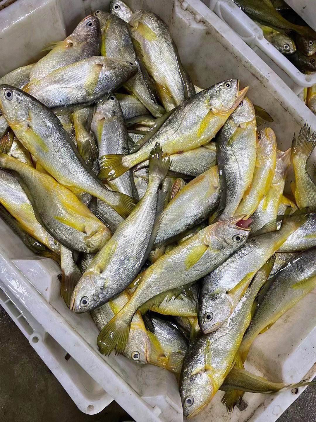 大黄鱼价格(广东珠海渔民意外捕到6斤野生大黄鱼) - 去钓鱼