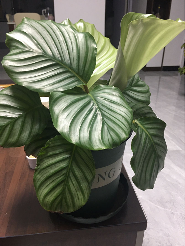 竹芋，竹芋的养殖方法和注意事项（南方烂大街的花）