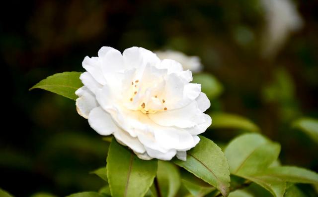 姬金鱼草，爱自己才能更好爱他人（姬金鱼草和金鱼草的区别）