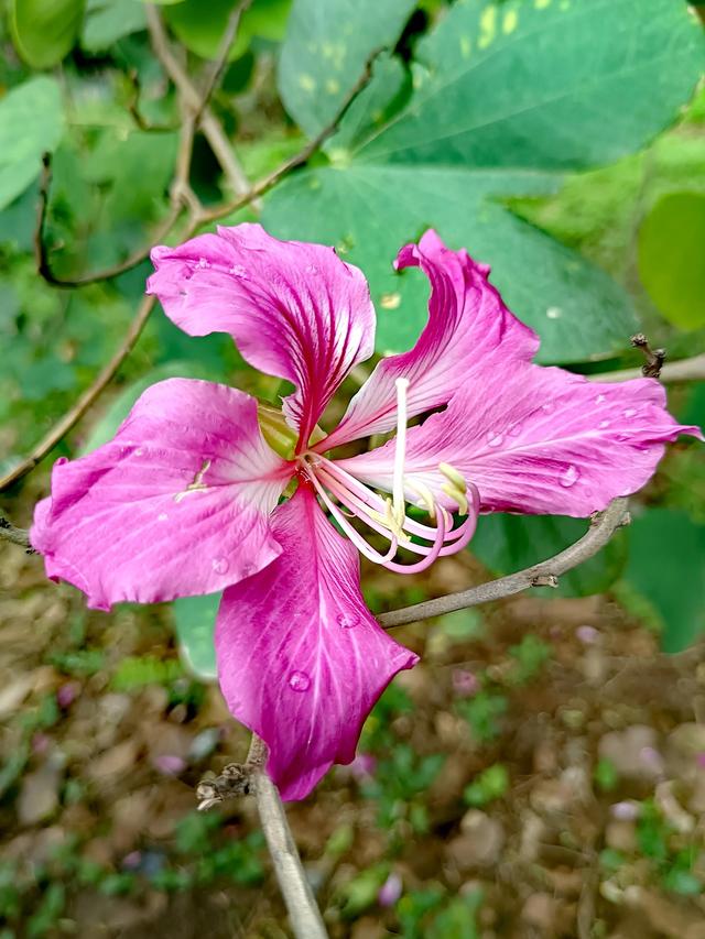 紫荆花代表什么，紫荆花代表什么精神（紫荆花的花语是亲情）