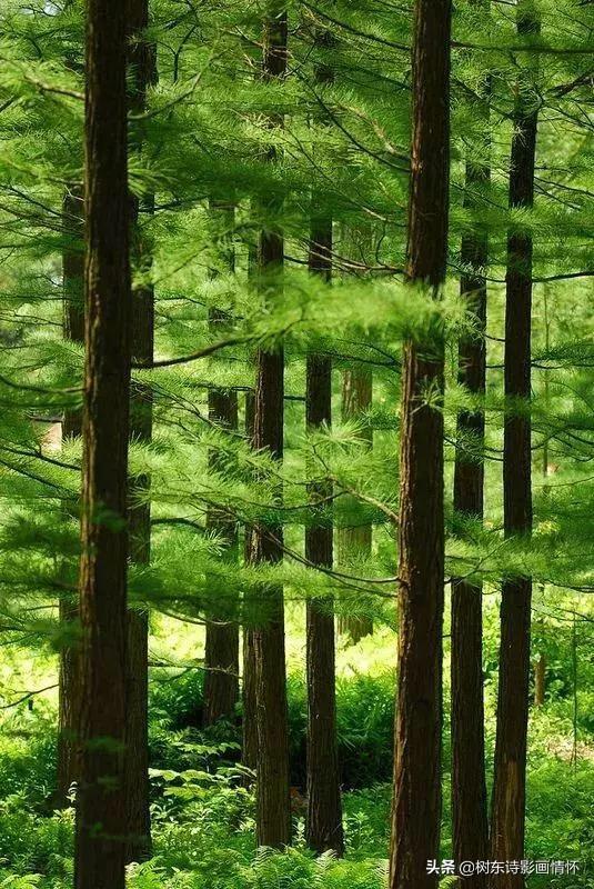 松树有什么象征与含义，松树象征的意义是什么（松在中华文化中象征着一种精神）