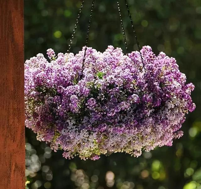 花，花好月圆人长久（72种鲜花欣赏图片）