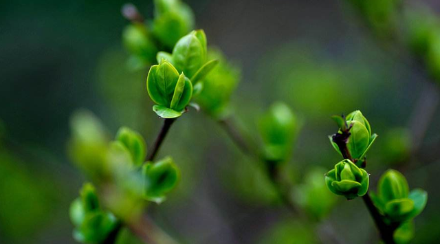 早春的古诗有哪些，描写早春的古诗词大全（满满的温暖和希望）