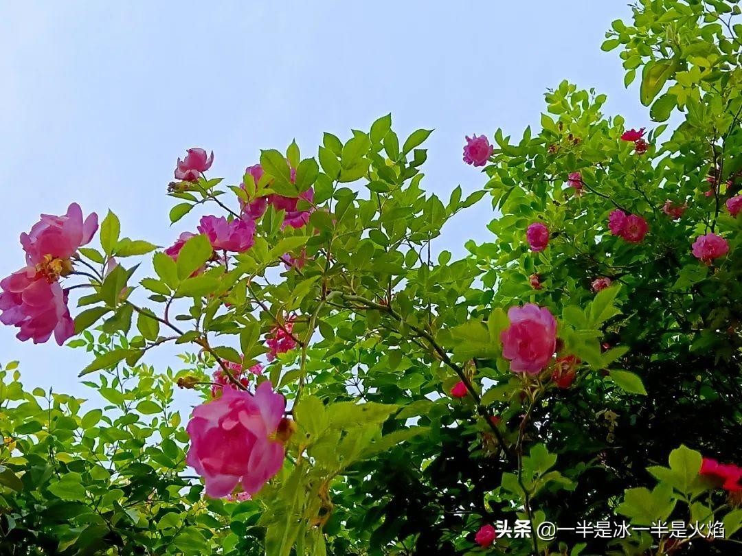 蔷薇花语，蔷薇花语是什么意思 寓意（随笔：蔷薇花开艳流年）