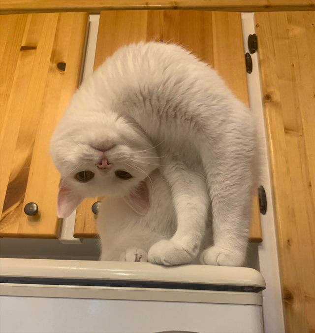 小猫咪 可爱图，小猫图片大全可爱图片大全图片（21张“搞笑”的猫咪图片）