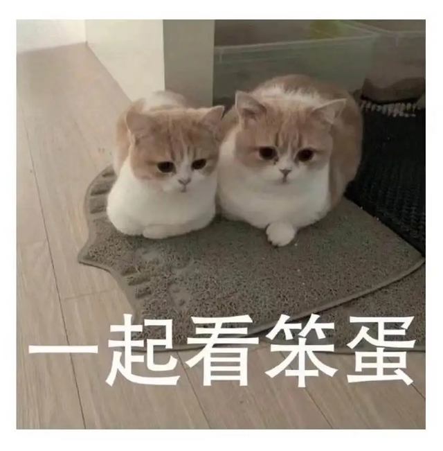 令人哭笑不得的南极企鹅，小企鹅迷路竟从南极游3000公里到新西兰