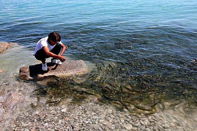 青海湖简介，监测青海湖简介（禁渔10年最大的鱼有多大）