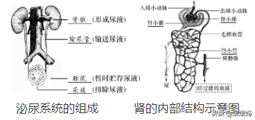 草履虫的结构，草履虫的结构层次模式图（应考技巧丨初中生物识图题常用结构示意图）