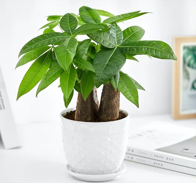 发财树养护，天天翠绿茂盛、芽点多长势好（发财树养护要点）
