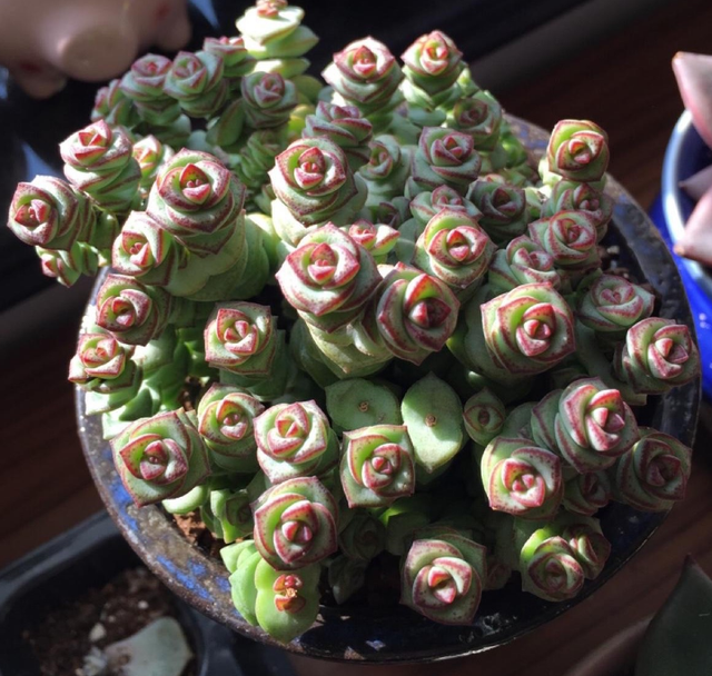 钱串多肉的养护方法，多肉钱串夏天怎么养护（冬天盆栽多肉植物钱串）