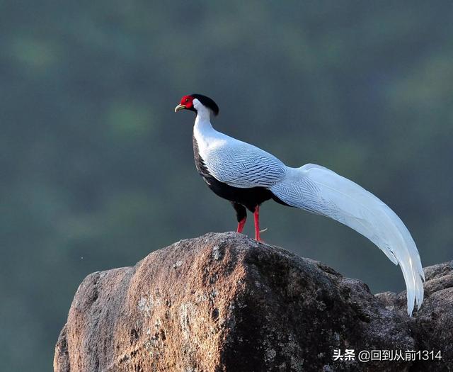 白娴鸟（白娴鸟图片，白娴鸟怎样的养殖（白鹇鸟唯美图片）