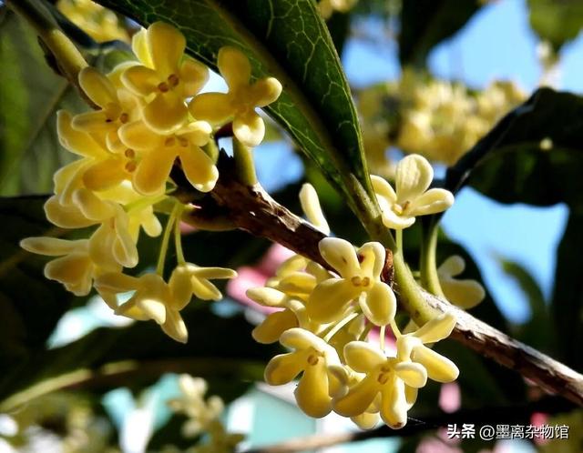 桂花怎么做香水，如何用桂花做香水（为什么做成桂花味的香水就不对劲了）