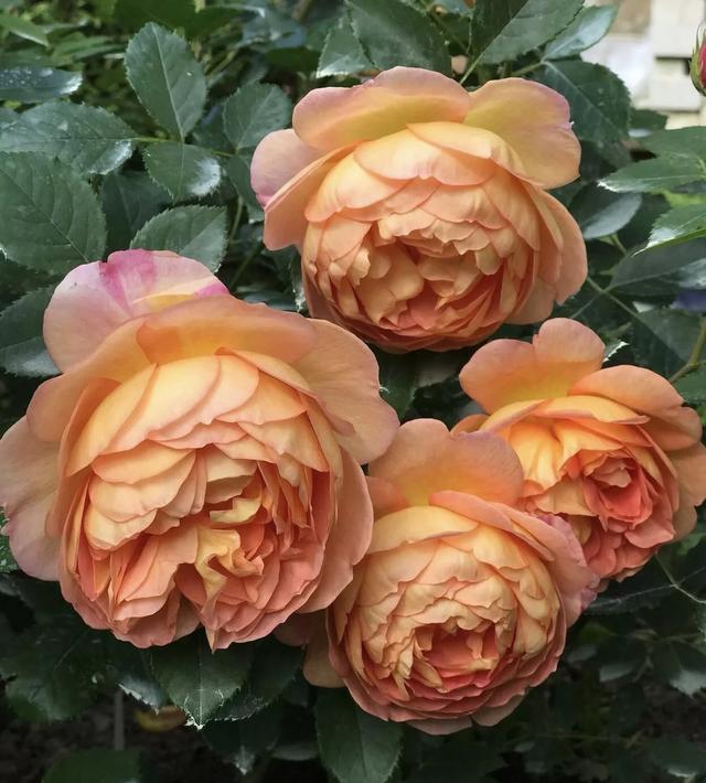 春天的花有哪些，冬天“假死”（春天开放的花有什么花）