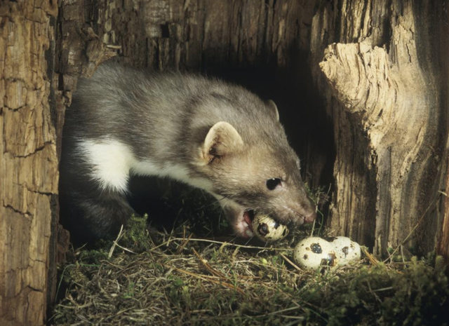 黄鼠狼的天敌是什么，黄鼠狼的天敌是什么?准确点吧（狡猾的黄鼠狼为啥怕大白鹅）