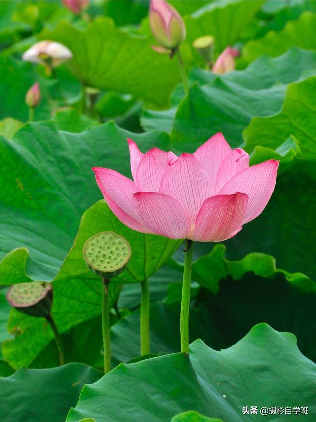 天蓝色用什么颜色调的，天蓝色用什么颜色调的颜料（教你用手机修图调色）