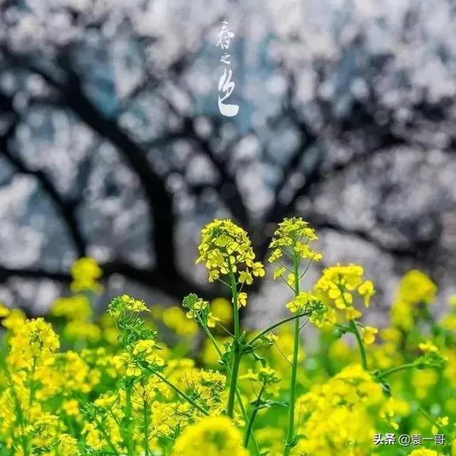 酸甜苦辣算什么是什么歌（带你感受春色的美）