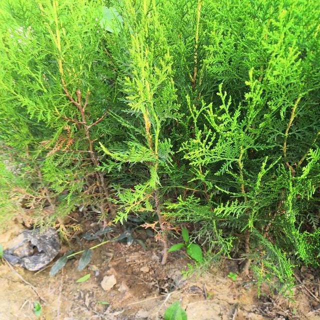 正宗侧柏树图片，侧柏树（侧柏树图片（侧柏）