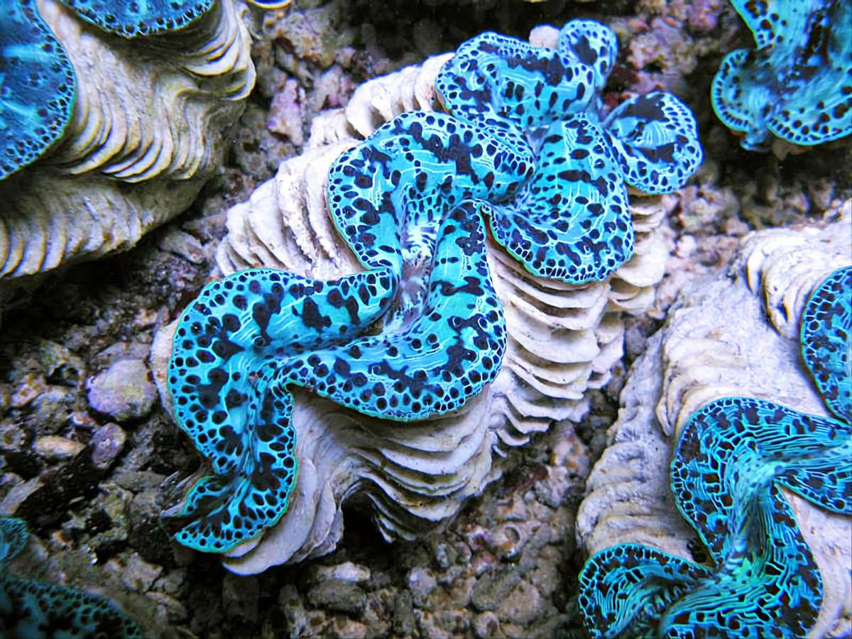 夜光蝾螺在黑暗中能发光吗，夜光蝾螺会发光吗（这种东西来自二级保护动物）