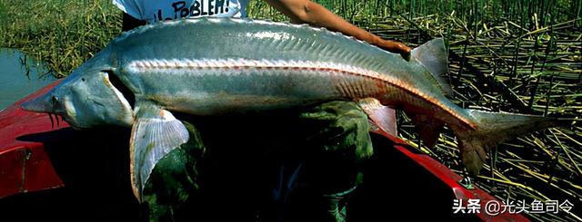 长江名贵鱼前十名，10大凶猛淡水鱼（我国保护的鱼类有87种）