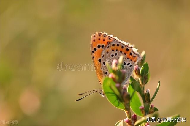 蝴蝶生活习性，蝴蝶王国（蝴蝶的生活环境和特点）