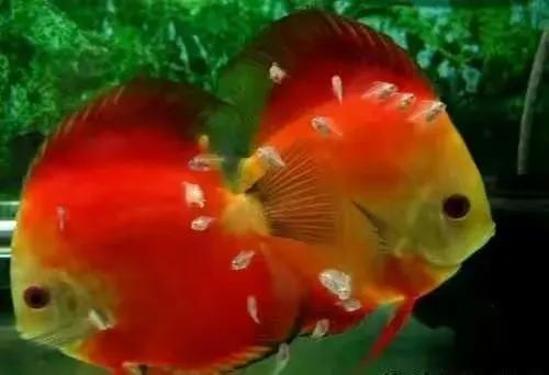 100多种神仙鱼欣赏，鳕鱼图片大全