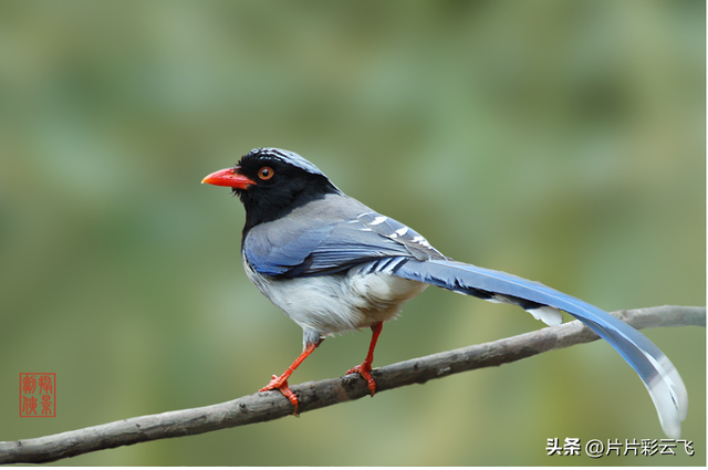 动物的共同特点是什么，地球上的动植物