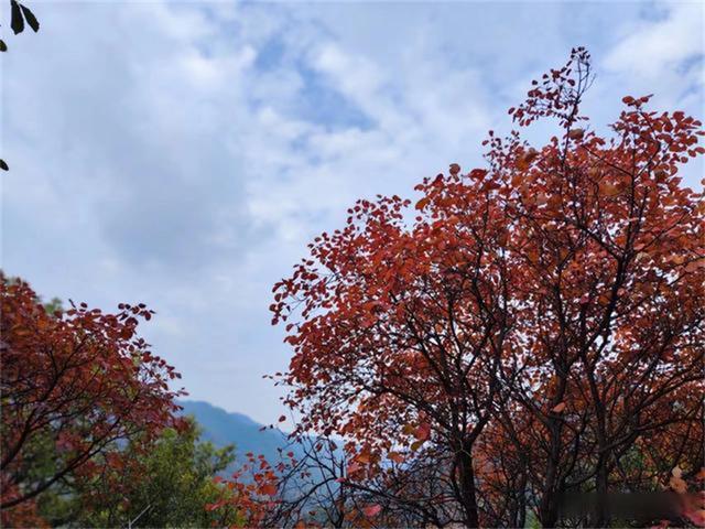 三门峡陕州在哪，三门峡陕州甘山漫山红叶令人流连忘返