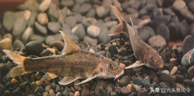 长江名贵鱼前十名，10大凶猛淡水鱼（我国保护的鱼类有87种）