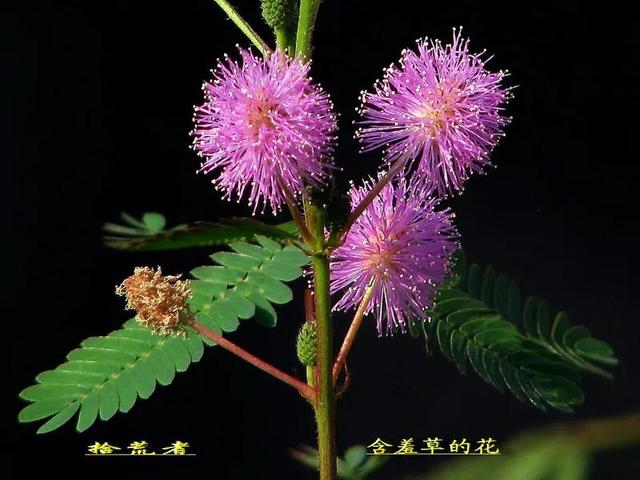 关于含羞草的资料，含羞草的资料介绍（入列世界十大奇异花草之九）