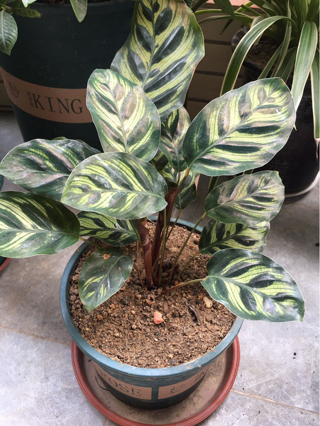 竹芋，竹芋的养殖方法和注意事项（南方烂大街的花）