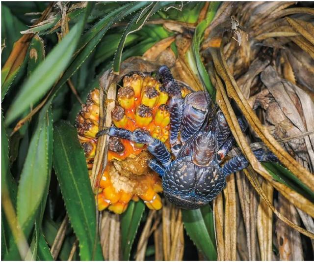 超市买的椰子怎么打开，买回来的椰子如何快速打开（勇猛的椰子蟹是怎样“徒手”开椰子的）