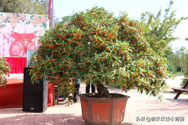 嫁接有哪两种方式，嫁接的方式有两种（桂花几月份嫁接）