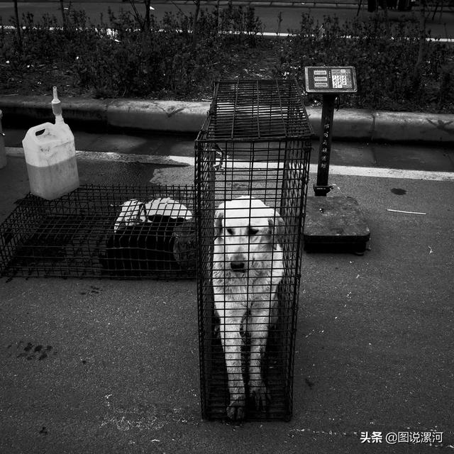 宠物市场在哪里，成都的宠物狗市场在那里呀（漯河宠物市场印象）