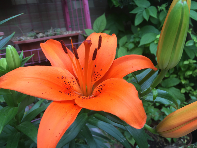 如意花怎么养，如意皇后的养殖方法和注意事项（颜值高寓意好开爆盆）