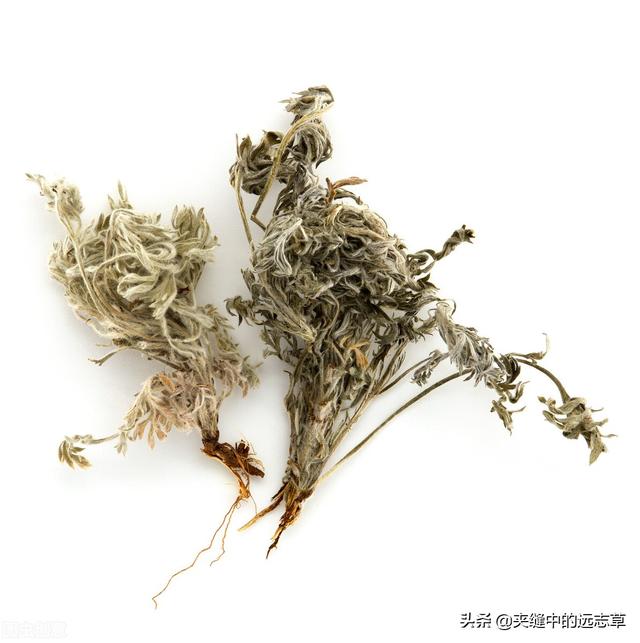 纹股蓝的功效与作用，讲一味小小的绞股蓝