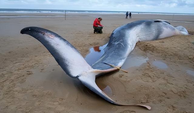 须鲸，大连海滩又出现搁浅须鲸（须鲸捕食的视频大全）