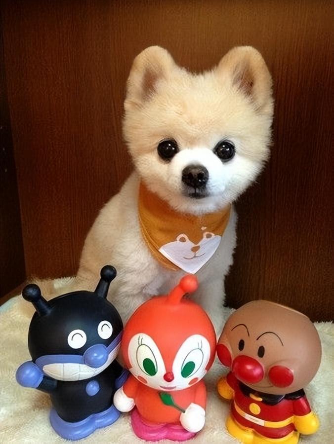 黑色博美犬多少钱一只(偷偷告诉你) - 价格百科