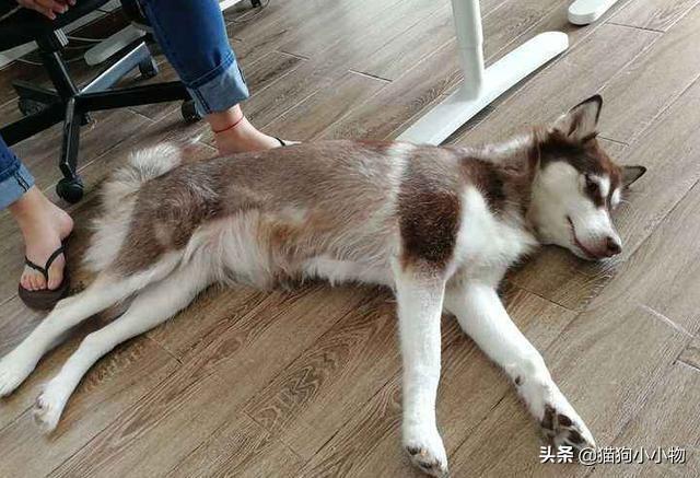 狼叫是什么意思，在狼群中学会狼叫是什么意思（狗子为何总发出“狼叫”声）