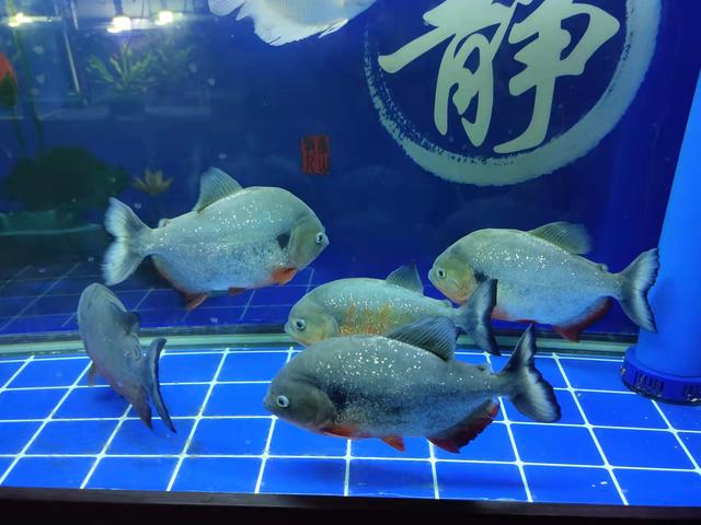 鱼鳍在哪个部位，鱼的鳍在哪个部位（观赏鱼的鱼鳍破损就会恢复得很快）