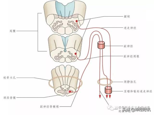 属于膜迷路的结构是，属于膜迷路的结构是蜗管蜗顶（彩图经典版│脑神经和脑神经核解剖）