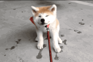 秋田犬为什么禁养(养柴犬的人都后悔了)